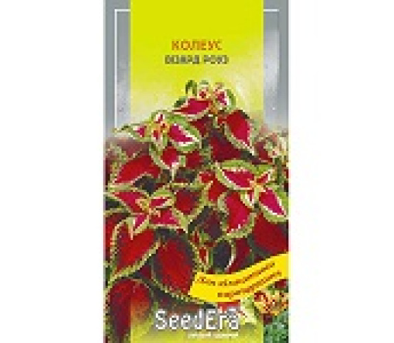 ,Квіти Колеус Візард роуз Seedera 10 шт