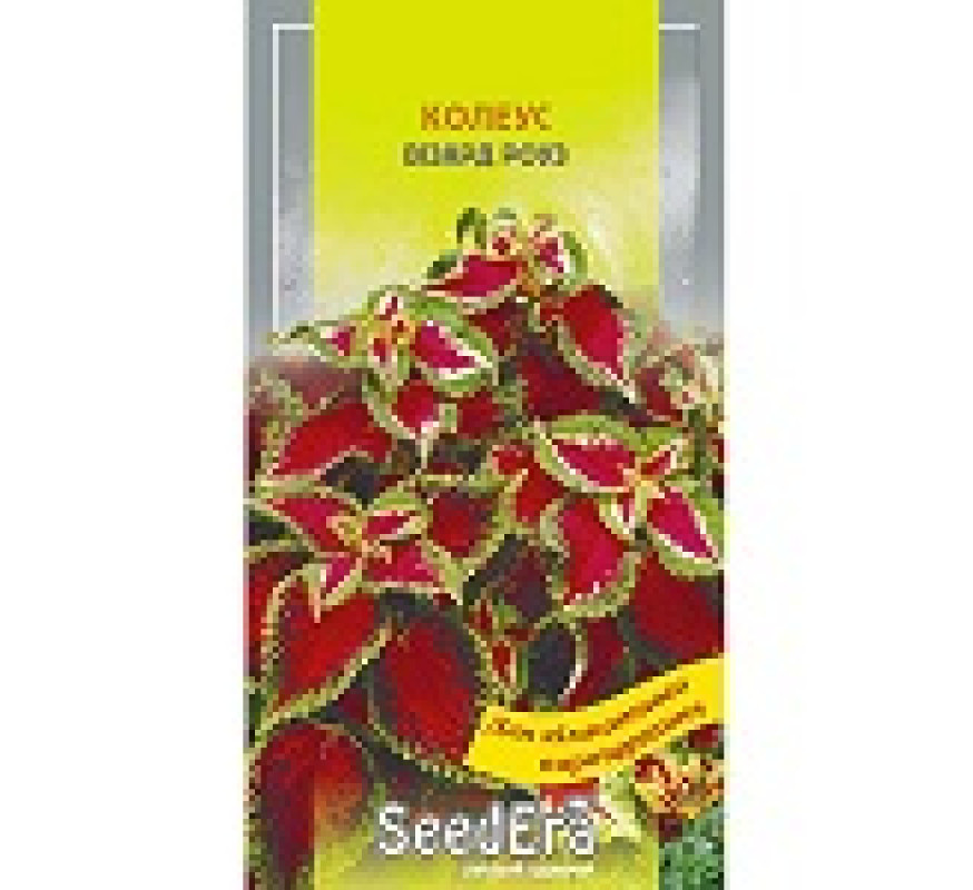 ,Квіти Колеус Візард роуз Seedera 10 шт