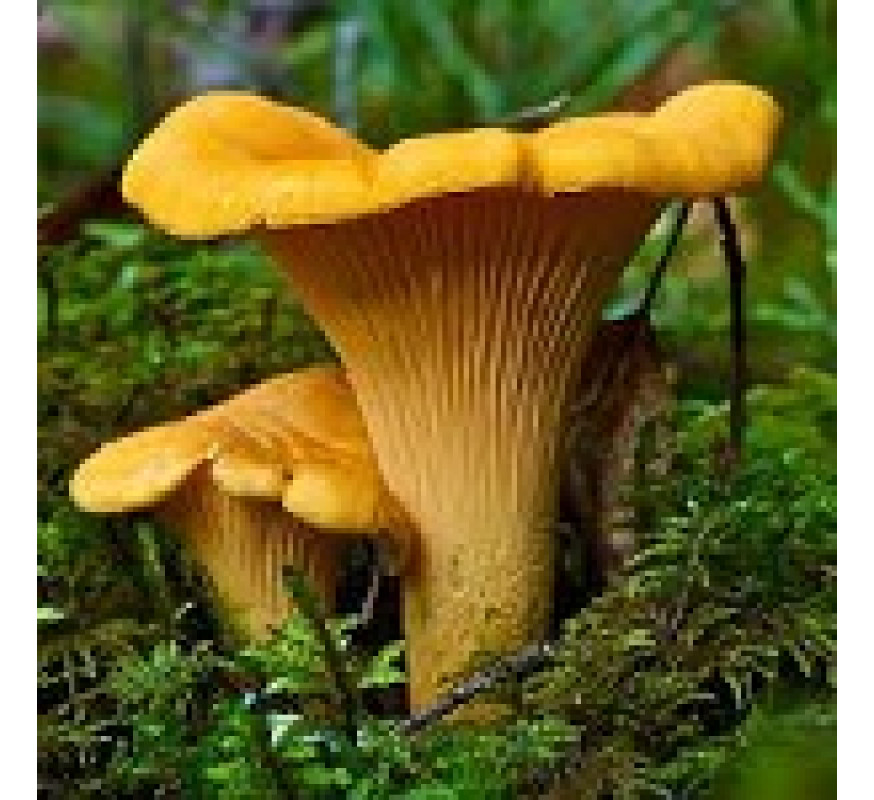 Міцелій Лисичка жовта Яскрава 50 г