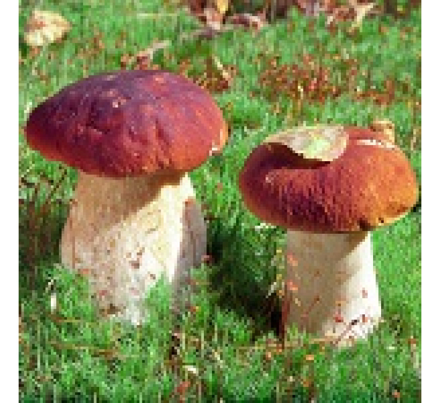 Міцелій Білий гриб ялиновий Яскрава 50 г