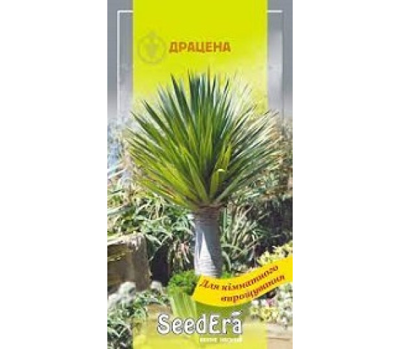 ,Квіти Драцена Seedera 2 шт