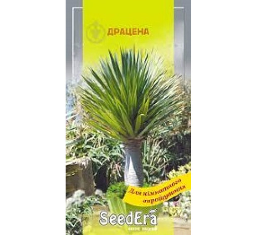 ,Квіти Драцена Seedera 2 шт