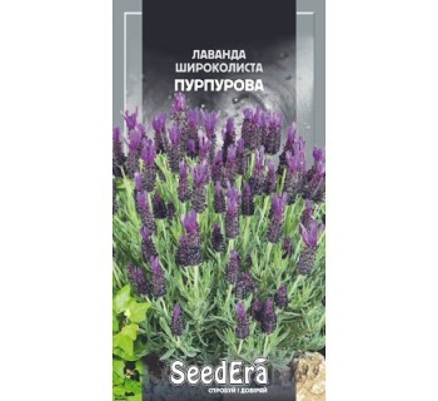Лаванда широколиста пурпурова Seedera 0,1 г