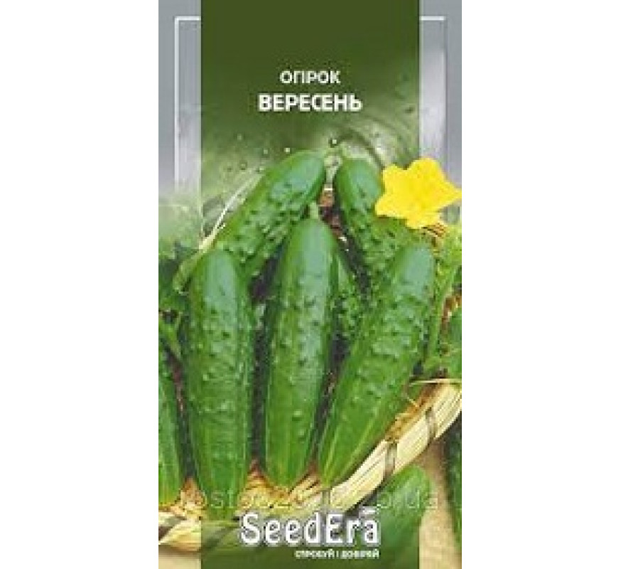 Огірок Вересень Seedera 10 г