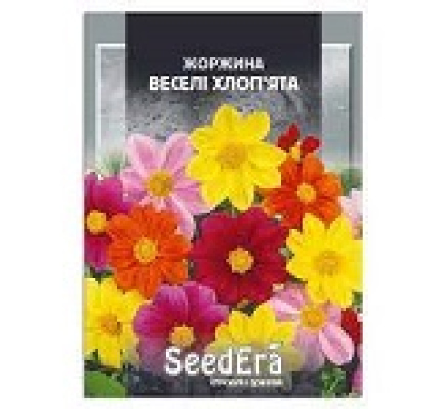 Георгин Веселые ребята SeedEra 3 г